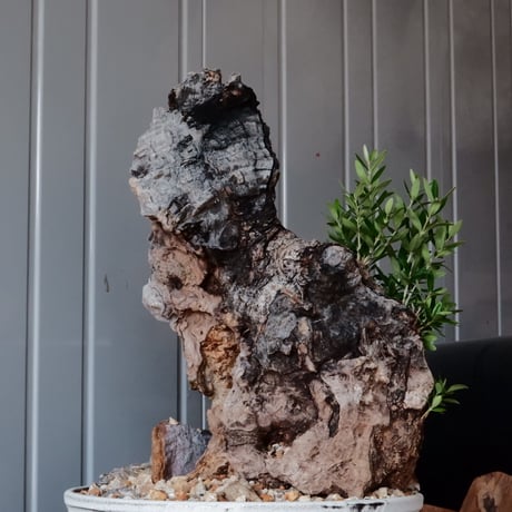 Old Olive 古木オリーブ［No.06］× 根本峻吾 作品【 S.N POT type.slim-low「月光ノ鐵」10号 】φ30cm 植木鉢