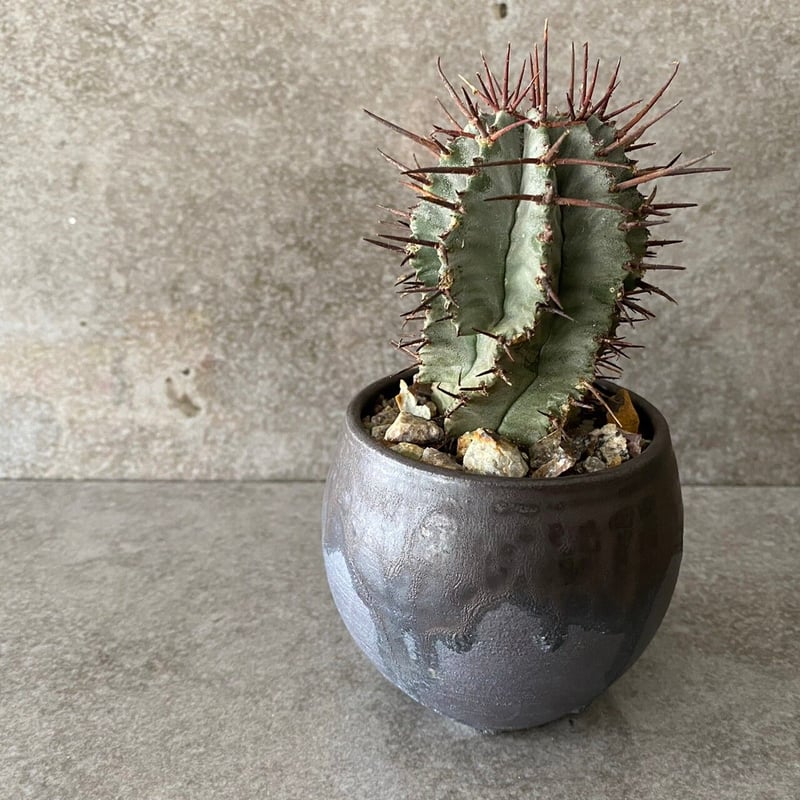 強棘ホリダ　サボテン EU輸入 ユーフォルビア ホリダ 強棘 No.05 × 円 - en - 