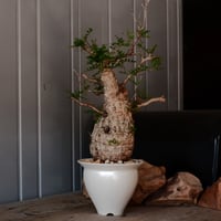 オペルクリカリア パキプス φ 11cm［No.41］  × 坂本新 作【  LUSTER OVERGLAZE - white pearl - 】 4号 植木鉢 笠間焼