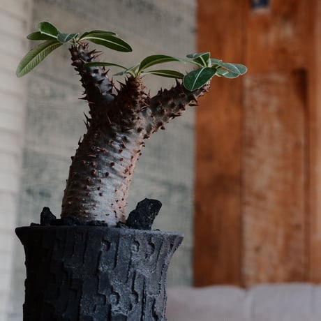 マカイエンセ S - 魔界玉 -［No.174］  ×   沼野秀章 作「 black wrap " 手捻り ver. "」3号 植木鉢 笠間焼