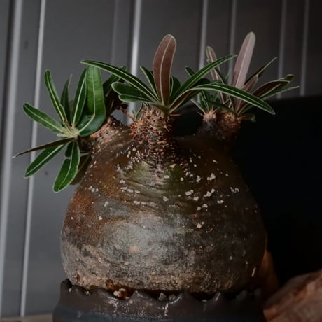 グラキリス φ9.5cm  - 象牙宮- ［No.227］  ×   根本峻吾 作 S.N POT type.cylinder「 刻印  - kokuin -」3号 植木鉢 笠間焼