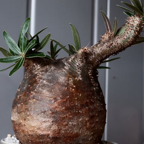 グラキリス φ8.5cm - 象牙宮-［No.49］× 坂本新 作 作品【 LUSTER GREY 】3号 植木鉢 笠間焼