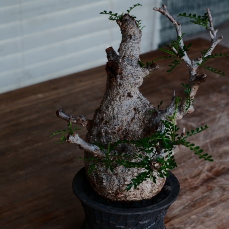 オペルクリカリア パキプス［No.45］  ×   沼野秀章 作「 black wrap 」3.5号 植木鉢 笠間焼