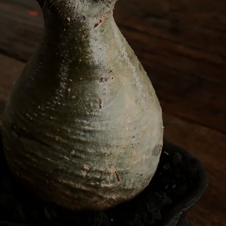 グラキリス - 象牙宮 -［No.50］  ×   沼野秀章 作「 black wrap 」3号 植木鉢 笠間焼