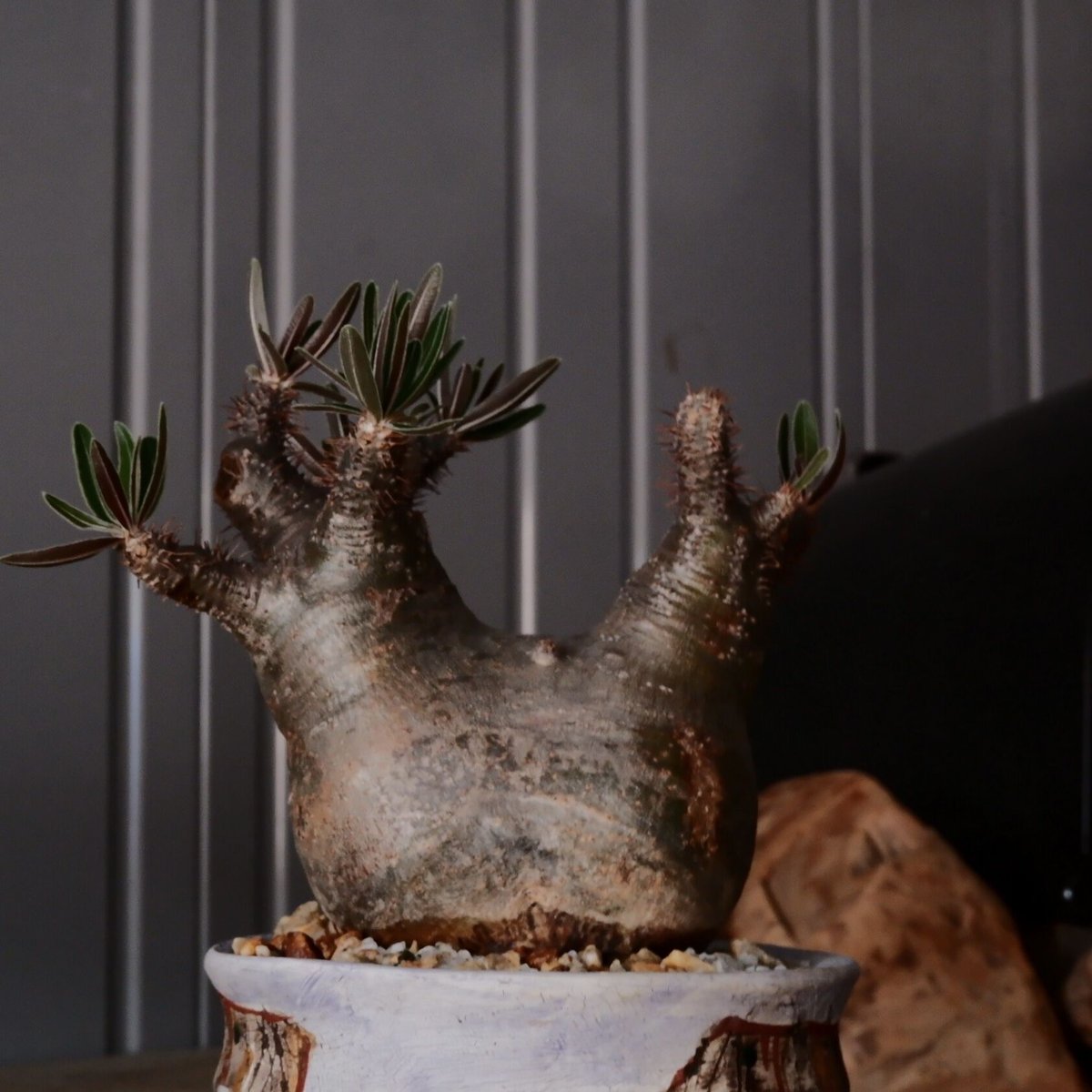 グラキリス S - 象牙宮 -［No.210］ × 沼野秀章 作「 刻ム音 」3.5号