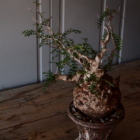 オペルクリカリア  パキプス φ 12.5cm［No.42］  × 沼野秀章 作 【 刻ム音 】4号 植木鉢 笠間焼