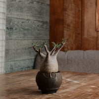 グラキリス - 象牙宮 -［No.185］  ×  磯部祐介 作「 円 - en -  金剛 / 飛び鉋 ver. 」2.5号 植木鉢 笠間焼