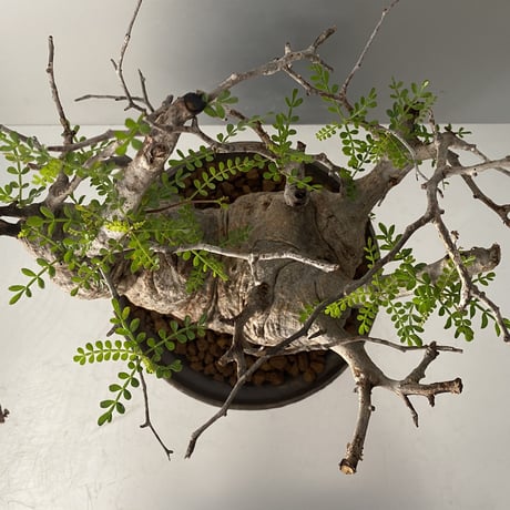 発根済 オペルクリカリア パキプス P-06  × 小野瀬 一 作品「the first plants wear」 植木鉢 6号