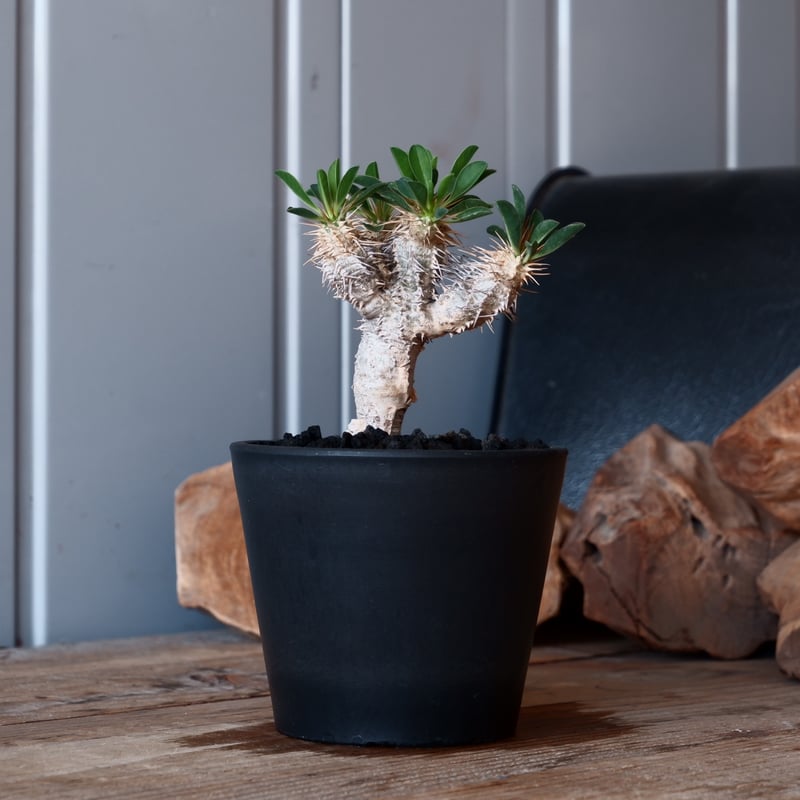 ユーフォルビアギラウミニアナ 3本 No.209 316 407 ユーフォルビア