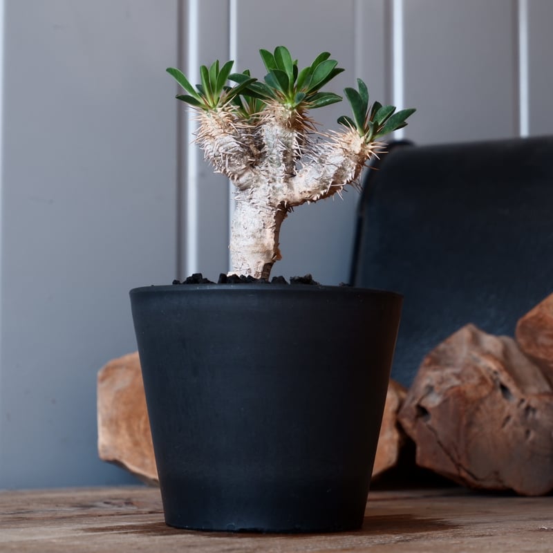 ユーフォルビア ギラウミニアナ 輸入株［No.47］ 4号鉢 | Botanical Holic