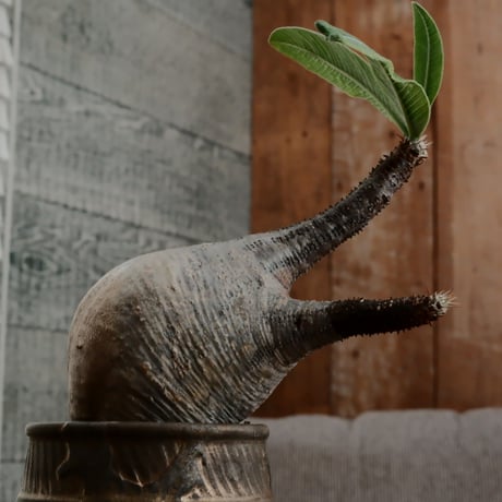 グラキリス  φ7.5cm - 象牙宮 -［No.58］  ×  磯部祐介 作「 瓦 - kawara -  "金剛 飛び鉋 ver. "」2.5号 植木鉢 笠間焼