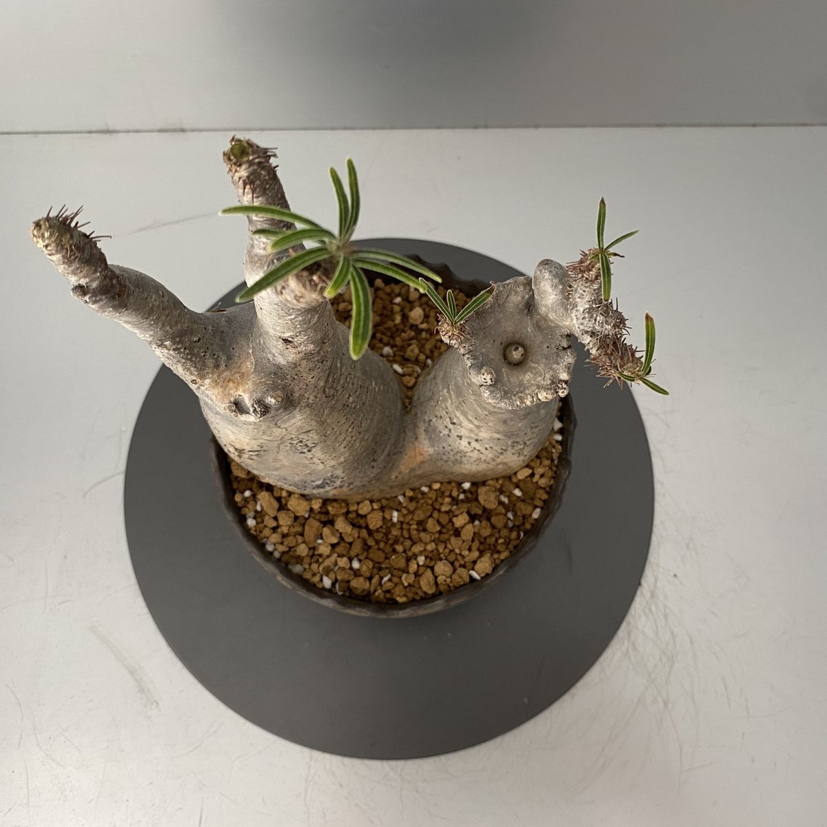 G*D様 パキポディウム グラキリス 発根済 ダブルベット 双頭 マルチヘッド G*D様 パキポディウム グラキリス 発根済 ダブルベット 双頭