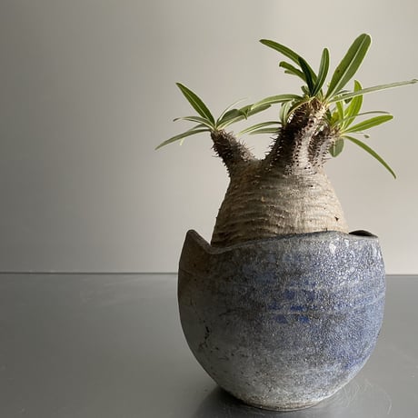 まん丸 Gracilius  ×  Shell pot S「Ibushi Gin」 - 笠間焼 - C93