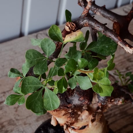コミフォラ カタフ ピュア［No.02］  × 杉山悠 作 φ10.5cm 植木鉢 笠間焼