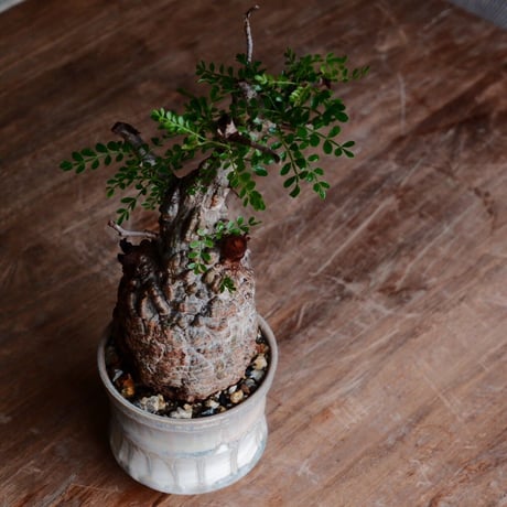 オペルクリカリア パキプス φ8cm［No.27］  ×  杉山悠 作 3号 植木鉢 笠間焼