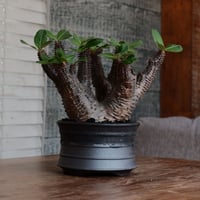 マカイエンセ ［No.99］  ×  磯部祐介 作「 瓦 - kawara - 闇堕ち 」5号 植木鉢 笠間焼