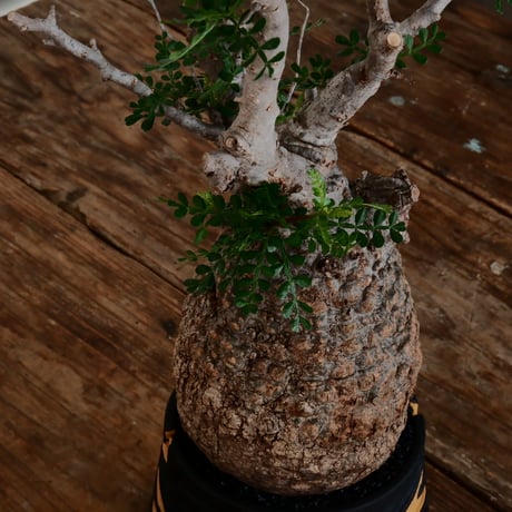 オペルクリカリア パキプス φ12cm［No.14］  ×   根本峻吾 作 S.N POT type.cylinder「 雷電 」limited color - Ocher - 4号 植木鉢
