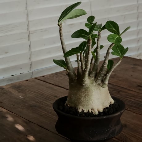《美肌》アデニウム アラビカム " ドワーフ " φ10cm［No.12］  ×   沼野秀章 作「 black wrap 」4号 植木鉢 笠間焼
