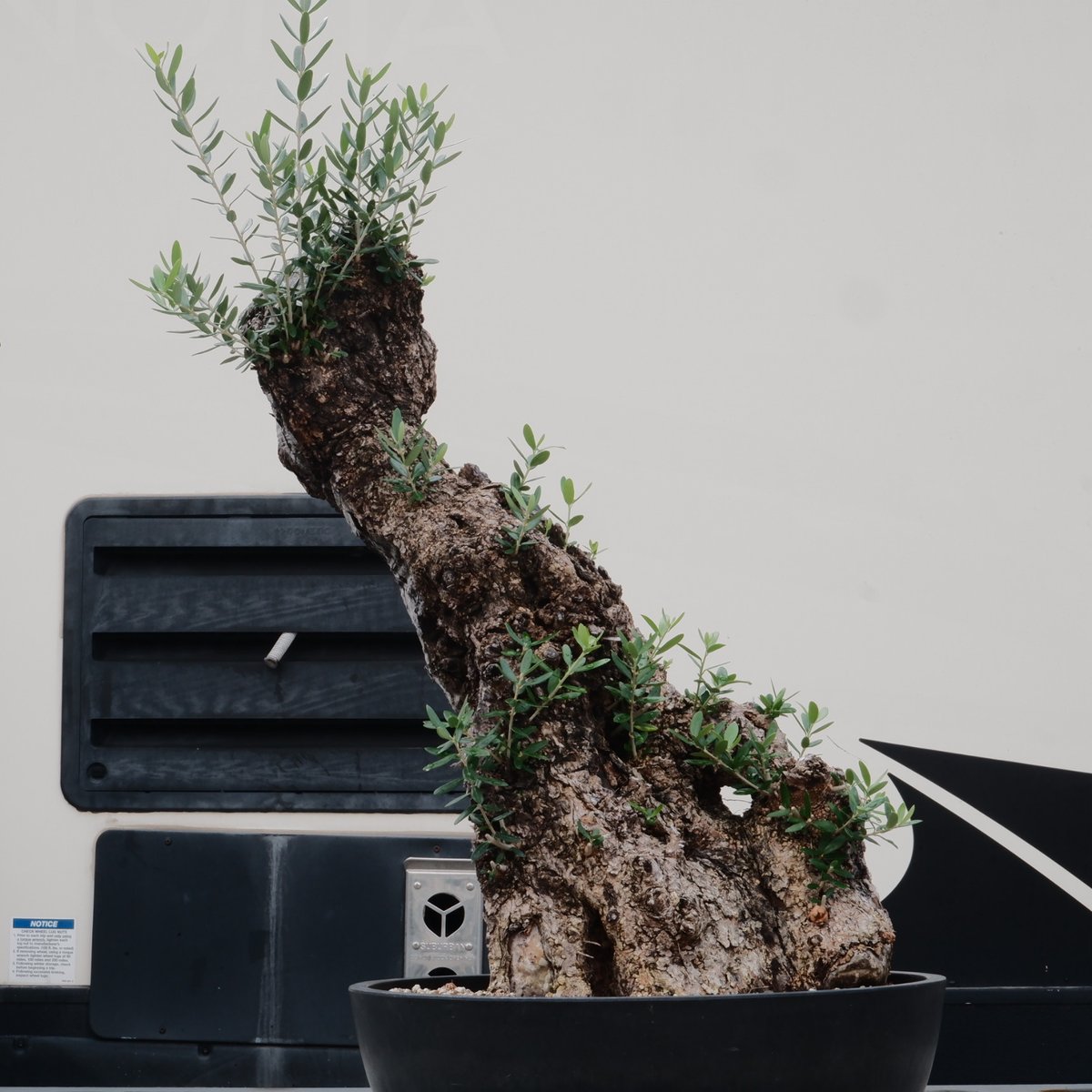 Old Olive 古木オリーブ［No.20］× 12号皿鉢 (φ36cm) | Botani