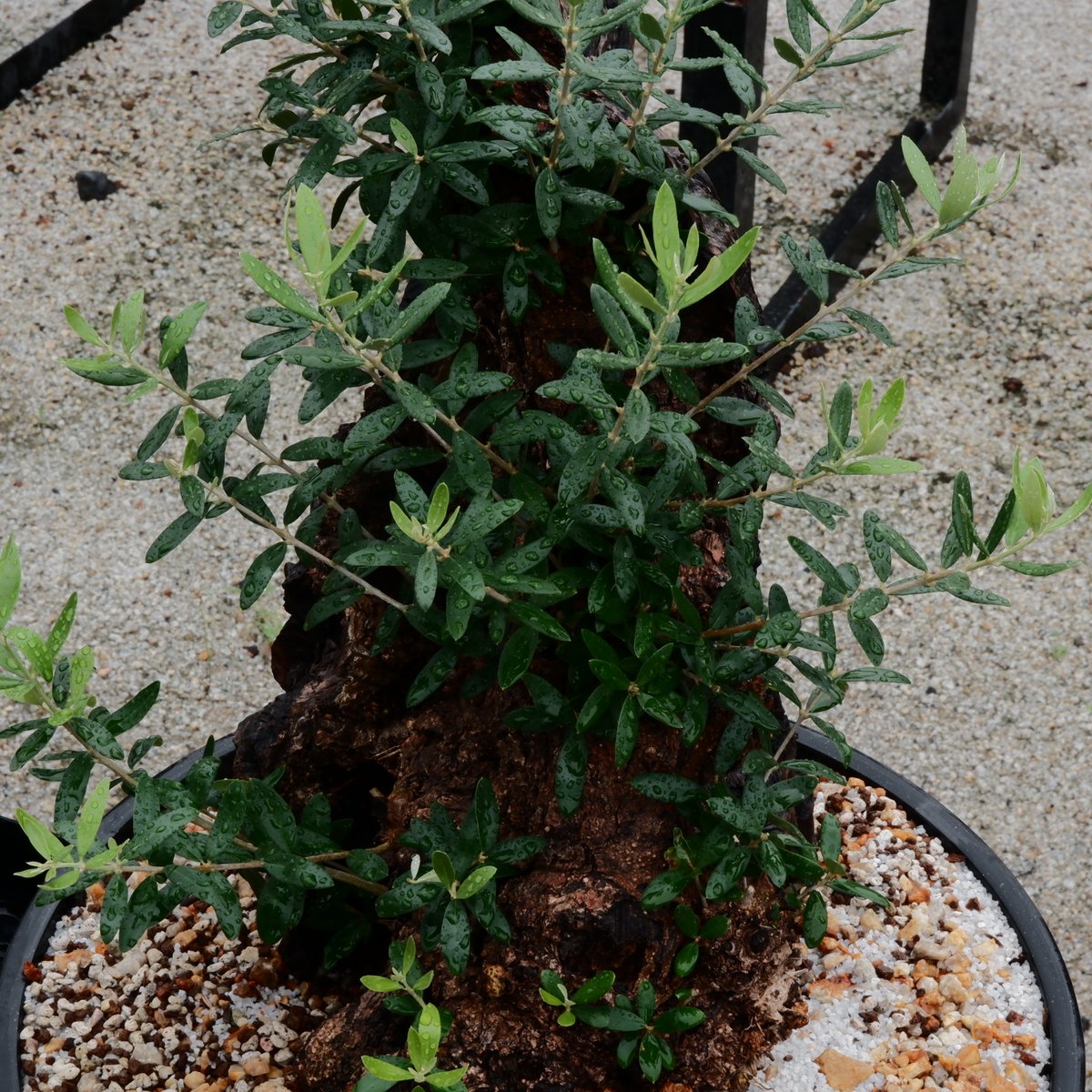 Old Olive 古木オリーブ［No.18］× 12号皿鉢 (φ36cm) | Botani