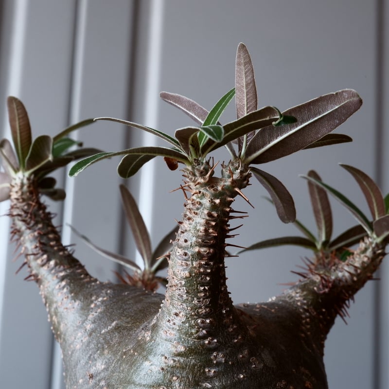 グラキリス φ8cm - 象牙宮- ［No.04］× 根本峻吾 作 S.N POT type.