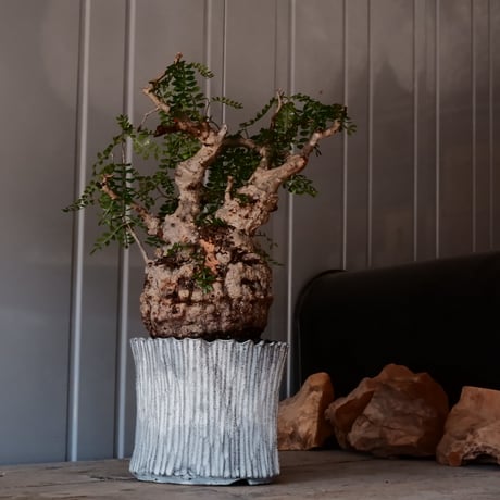 オペルクリカリア パキプス φ 13cm［No.03］  ×   根本峻吾 作 S.N POT  type.slim「 月光ノ爪牙 」 5号 植木鉢 笠間焼