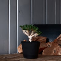 ユーフォルビア 黒棘 ホリダ No.13 × S.N.Pot 