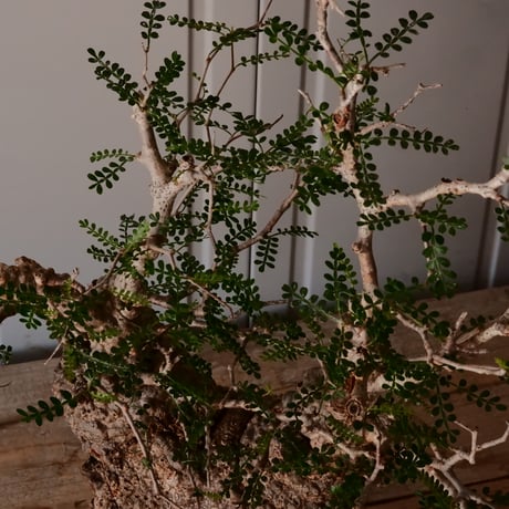大株 オペルクリカリア パキプス φ 14cm［No.45］  ×   根本峻吾 作 S.N POT  type.slim-low「 月光ノ鐵 」 6号 植木鉢
