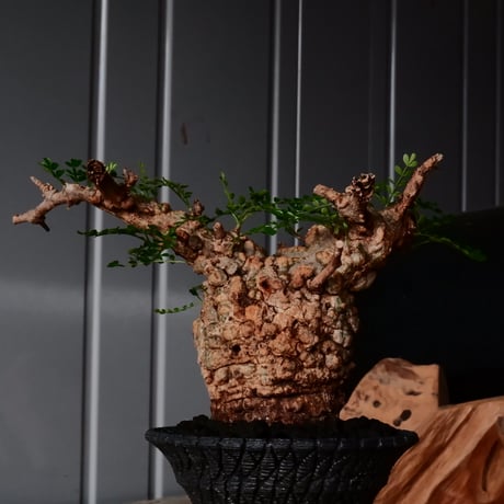オペルクリカリア パキプス φ8cm［No.26］  × 沖誠 作品【 Bark / upper spread 】3号 植木鉢 笠間焼