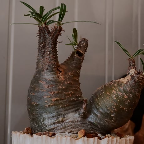 【 二頭 φ10cm 】グラキリス - 象牙宮 - ［No.242］  × 中野明彦 作 「 KIRIKO」4号 植木鉢 笠間焼
