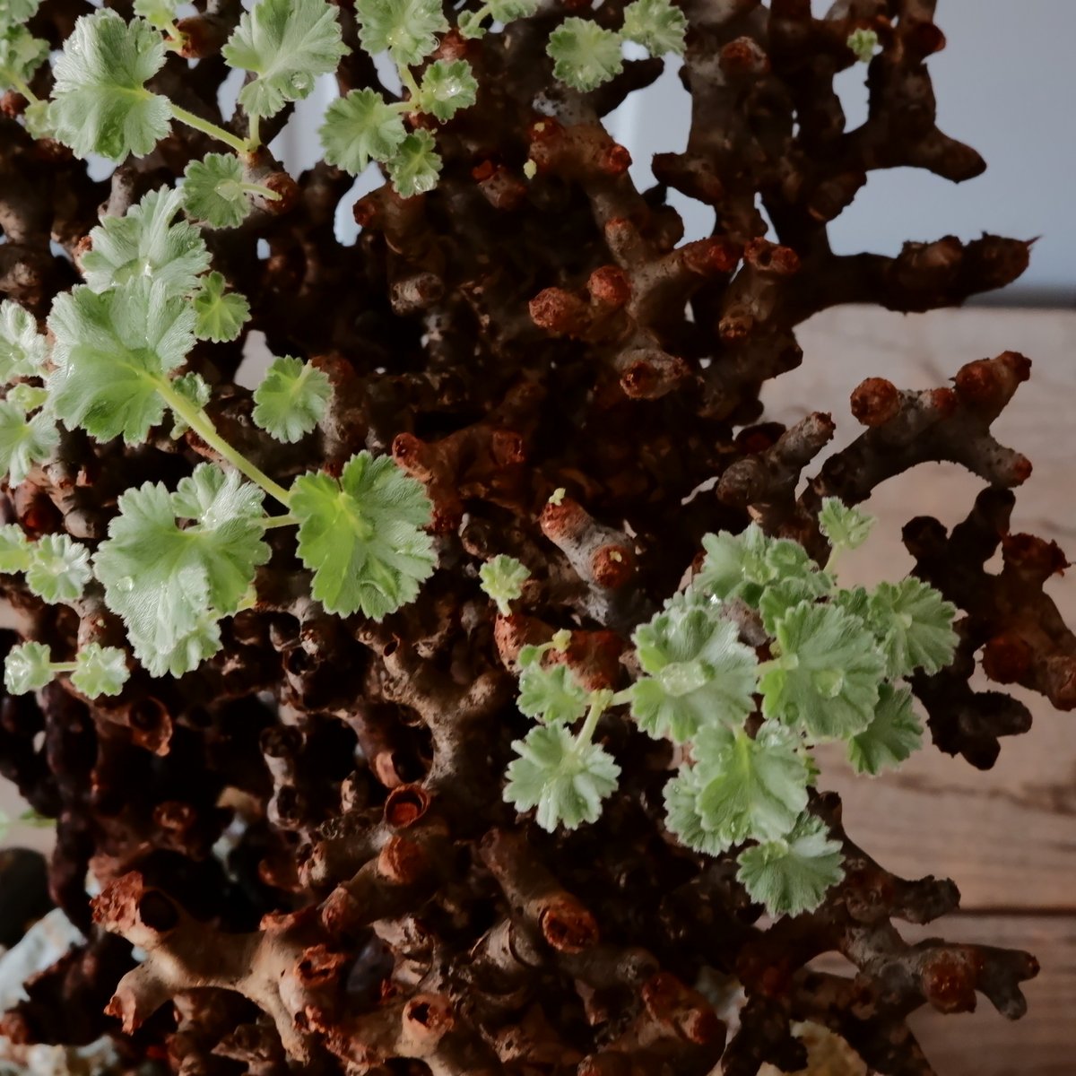 ⭐*︎様 62507発根済み早い者勝ち！ ベアルート株　ペラルゴニウム ミラビレ 62507発根済み早い者勝ち！ ベアルート株 ペラルゴニウム