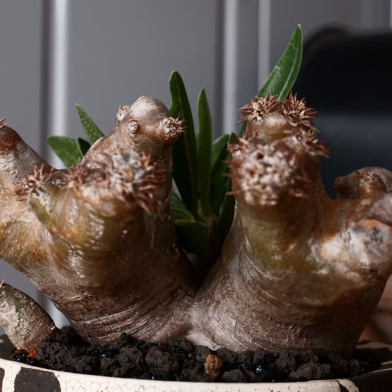 パキポディウム ブレビカリックス 輸入株 発根済［No.9］ × 沼野秀章