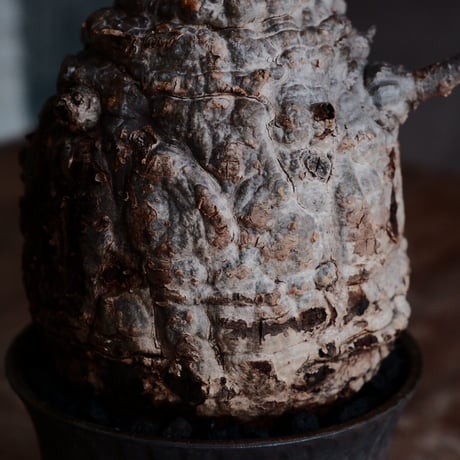 オペルクリカリア パキプス φ11cm［No.30］  ×  杉山悠 作 3.5号 植木鉢 笠間焼