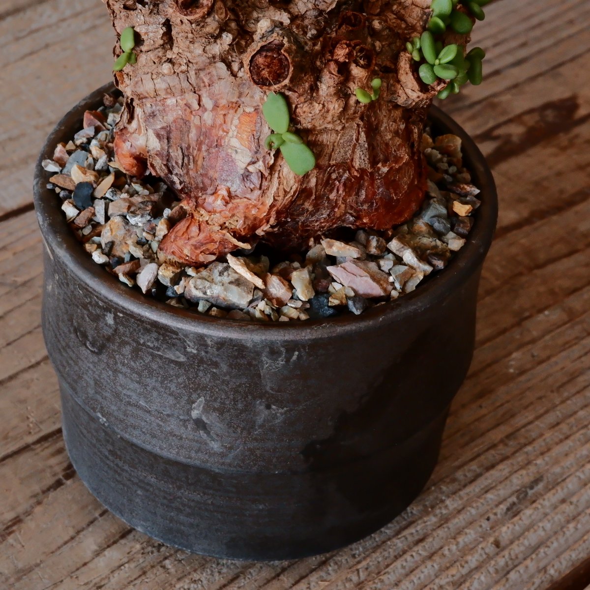 ケラリアピグマエア現地球手乗りボタナイズ鉢付き