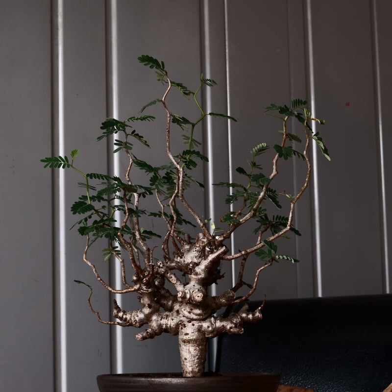 センナ メリディオナリス 輸入株［No.38］ × 松野 然 作 「ZEN」5.5号