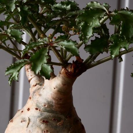 キフォステンマ ベティフォルメ ナローリーフ ソマリア産 輸入株［No.28］  × 根本峻吾 作品【 S.N POT type.slim「 雷電 / 月光 ver. 」3.5号 】笠間焼 植木鉢