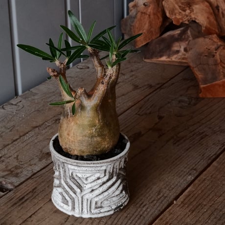 グラキリス φ8cm  - 象牙宮- ［No.75］  ×   根本峻吾 作 S.N POT type.slim「 月光ノ鐵」3.5号 植木鉢 笠間焼