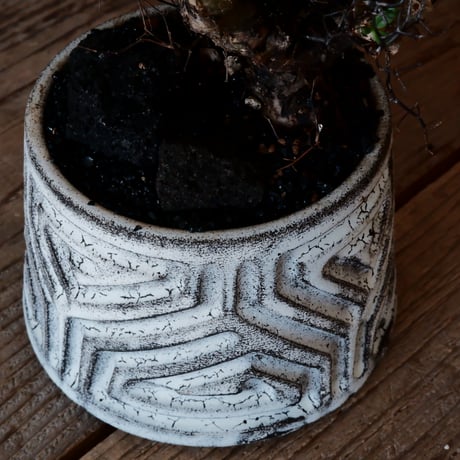 万物想 チレコドン レティキュラーツス［No.03］  ×   根本峻吾 作 S.N POT type.cylinder「 月光ノ鐵」 3.5号 植木鉢