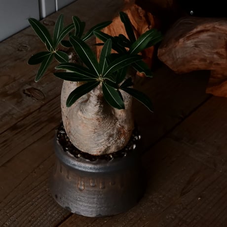 グラキリス φ10.5cm  - 象牙宮- ［No.228］  ×   根本峻吾 作 S.N POT type.cylinder「 黑焰 - kokuen - 」4号 植木鉢 笠間焼