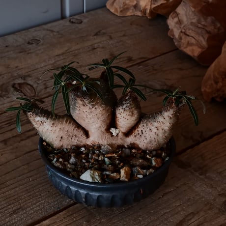 多頭グラキリス φ14cm - 象牙宮 -［No.25］  ×   森田昌求 作 「 CLAW - L - 」 5号 植木鉢 笠間焼
