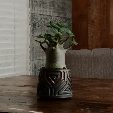 《人型》アデニウム アラビカム " ドワーフ " φ6.5cm［No.6］  ×  根本峻吾 作 S.N POT type.normal「 鐡 - kurogane - 」 3号  笠間焼
