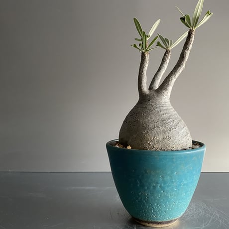 Gracilius  ×  Flat pot S「Turquoise blue」 - 笠間焼 - D11