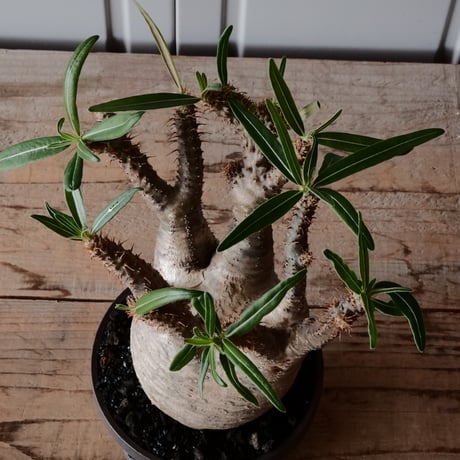 【綴化】グラキリス φ9.5cm - 象牙宮 - ［No.89］  ×   沼野秀章 作「 black wrap 」4号 植木鉢 笠間焼
