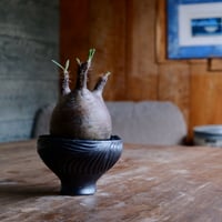 グラキリス  - 象牙宮 - size S［No.50］  ×  新里竜子 作 「RYUSEN - black -」3.5号 琉球 植木鉢