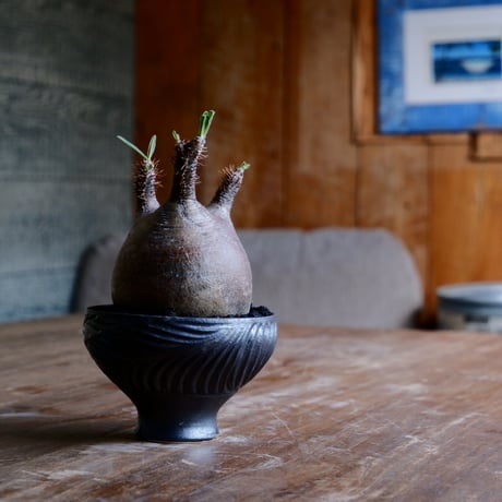 CATEGORY 新里竜子 作品 植木鉢［やちむん］ | Botanical Holic