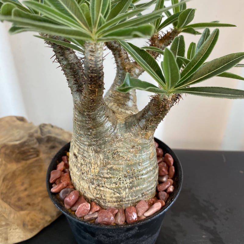 グラキリス 発根済 2020年8月輸入 現地株】BH-C46 化粧石付き | Botani