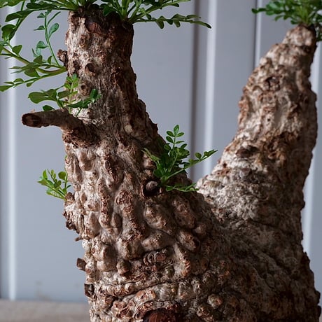 オペルクリカリア パキプス φ 14cm［No.06］  × 根本峻吾 作 S.N POT type.low「 鐵 -堕天白- 」5号鉢 笠間焼
