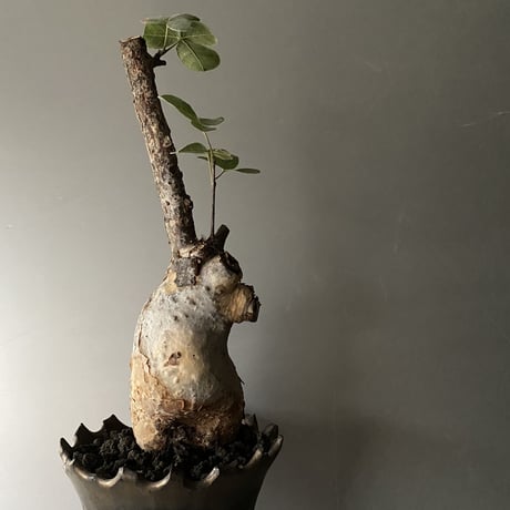発根済 コミフォラ オルビクラリス SN-20 × S.N.Pot "長鉢 " - crown - 4号鉢 ［作家  "根本峻吾"］