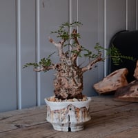 オペルクリカリア パキプス φ 7.5cm［No.08］  ×   沼野秀章 作「 刻ム音 」3号 植木鉢 笠間焼