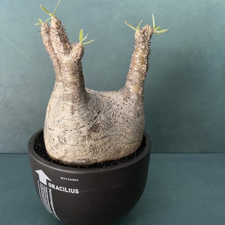 発根済 扁平 グラキリス VAG-03 × VALIEM BOWL (グラキリス専用鉢) M  / Black